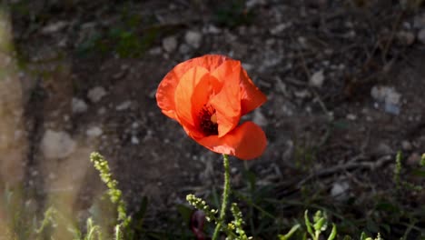 Papaver-Rhoeas-Klatschmohn-Statisch-Schießen-Eine-Pflanze