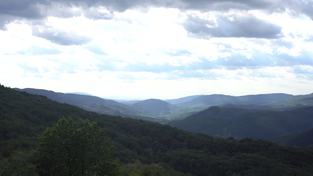 Foggy green pine forest with canopies of spruce trees and sunrise rays shining through branches in autumn mountains.