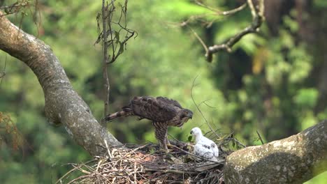 Ein-Javanischer-Habichtsadler-Bringt-Seinen-Jungen-Auf-Einem-Baum-Mitten-Im-Wald-In-Freier-Wildbahn-Bei,-Wie-Man-Frisches-Fledermausfleisch-Isst