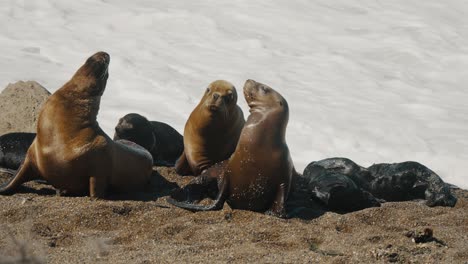 Familia-De-Lobos-Marinos-Tomando-Sol-En-La-Orilla-Con-Olas-Espumosas-En-La-Península-Valdés,-Patagonia,-Argentina