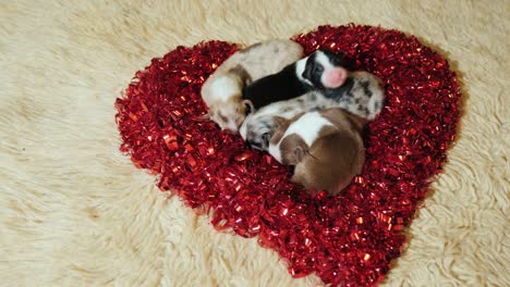 several small puppies lie inside a decorative red heart