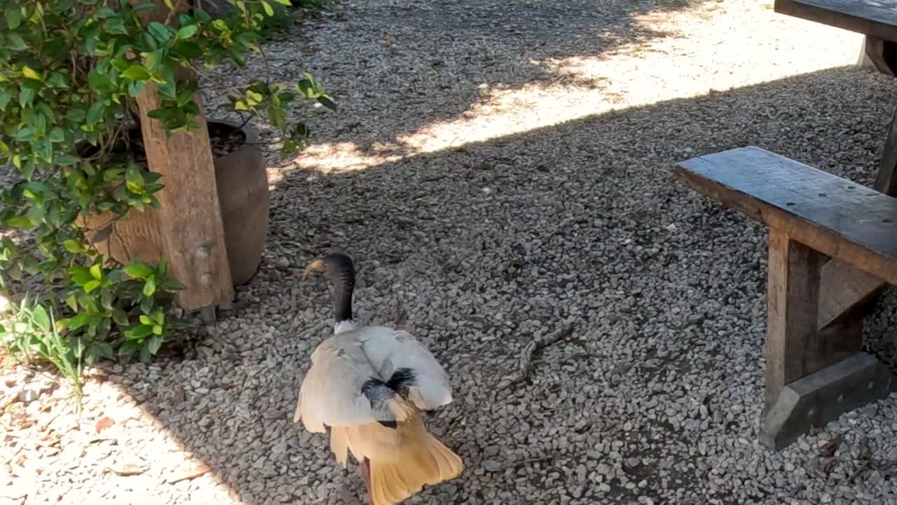 이비스 새가 나무로 만든 피크닉장을 탐험하고 있습니다.