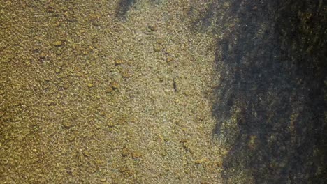 trucha flotando en un río poco profundo en un soleado día de otoño