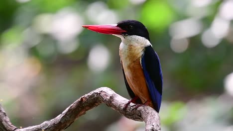 the black-capped kingfisher has a candy-like red bill and a black cap which is found in thailand and other countries in asia