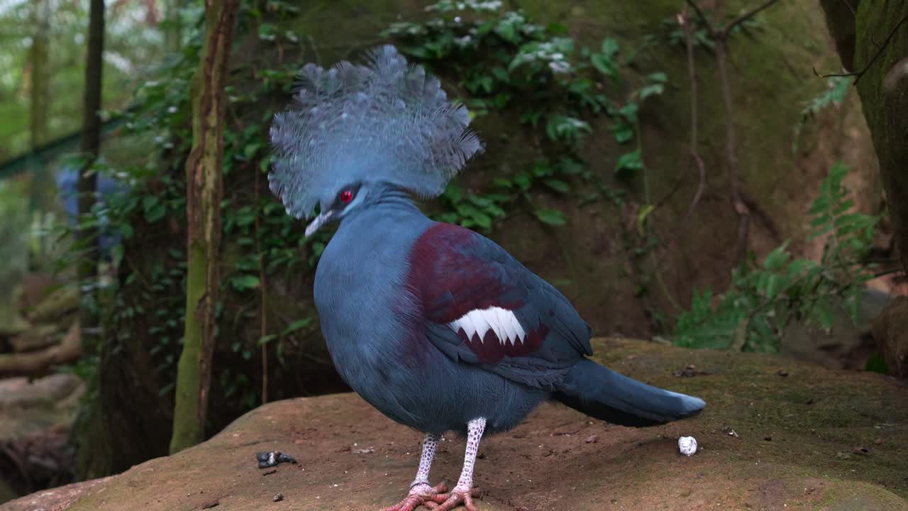 Un piccione coronato con una maestosa cresta piumata sta a terra, osservando l'ambiente circostante, in primo piano.