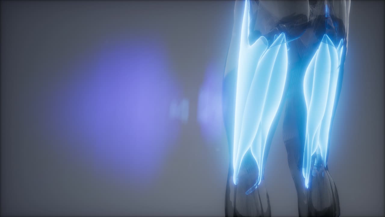 허 ⁇ 지 근육 - 눈에 보이는 근육 해부학 지도