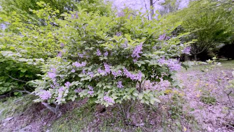 pan of lilac plant in garden