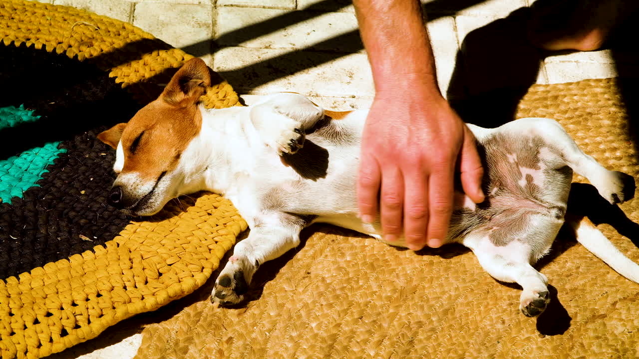 작은 잭 러셀 테리어는 햇볕을 쬐면서 배를 문지르는 것을 좋아합니다.