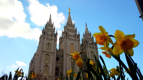 a low angle time lapse of the salt lake temple with daffodils in focus in front in utah at the center of the church of jesus christ of latter-day saints