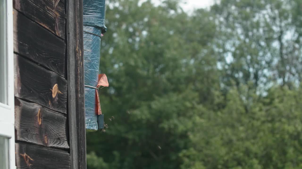 Insects flying around a downspout on a wooden building