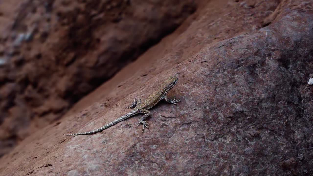 primer plano de un pequeño lagarto salvaje de sangre fría descansando sobre una roca roja en el sur de utah, ee.uu. en un cálido día soleado de verano a la sombra