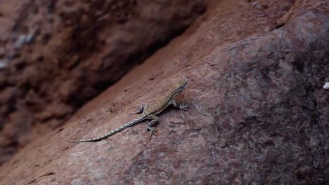 Primer-Plano-De-Un-Pequeño-Lagarto-Salvaje-De-Sangre-Fría-Descansando-Sobre-Una-Roca-Roja-En-El-Sur-De-Utah,-EE.UU.-En-Un-Cálido-Día-Soleado-De-Verano-A-La-Sombra