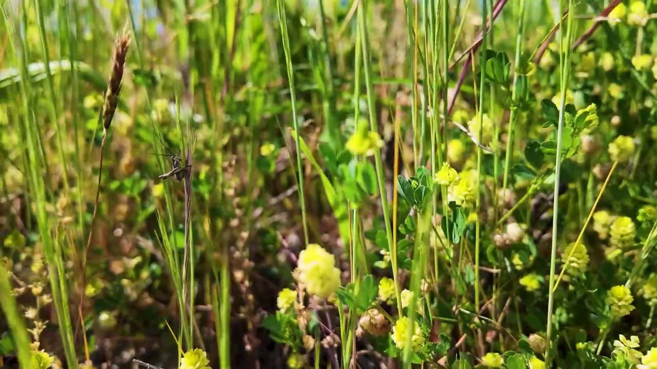 Una telecamera a mano si muove attraverso erba verde lussureggiante e fiori selvatici gialli sotto la brillante luce del sole estivo
