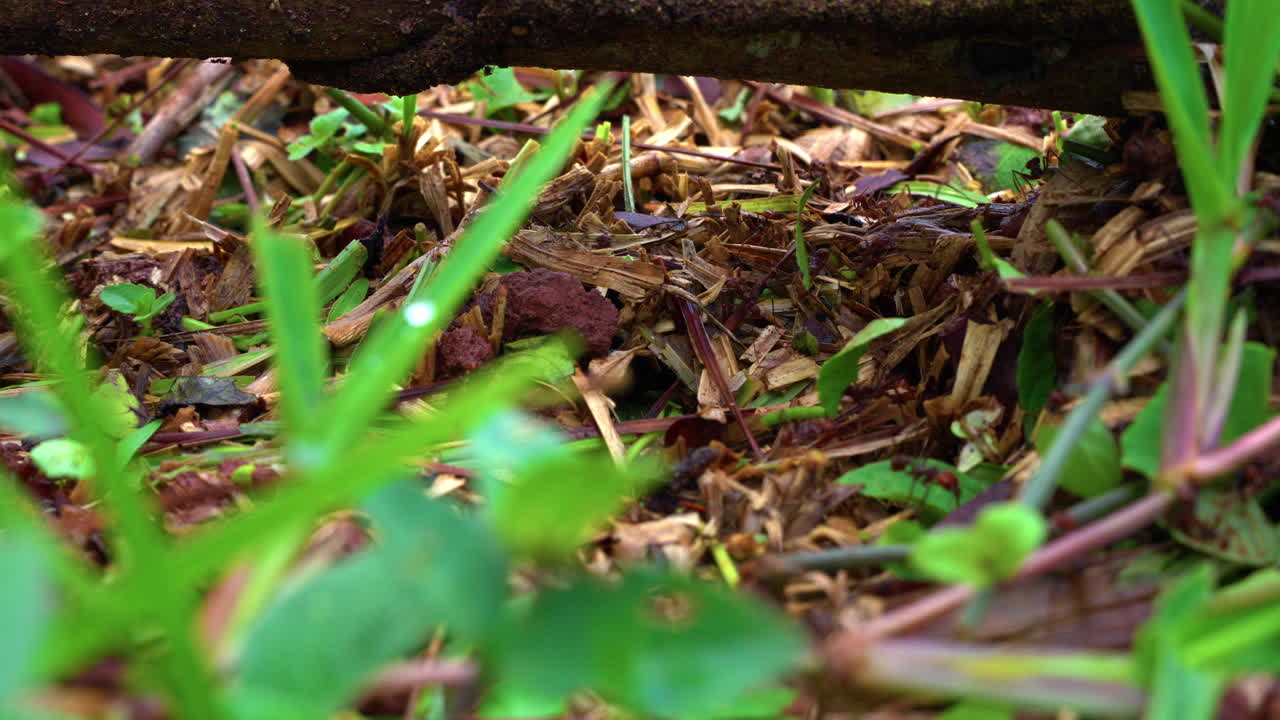 Slow motion shot of Red ants carrying leafs through the rainforest in Gamboa
