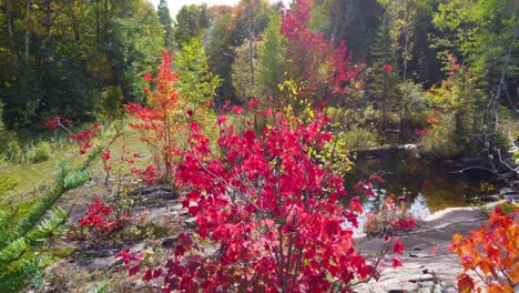 hermoso vuelo bajo ariel viaje a través de hojas brillantes dramáticas cambiando de color en el otoño por un paisaje acuático natural