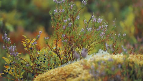 Arbustos-De-Brezo-Y-Arándanos-En-El-Suelo-Cubierto-De-Musgo-En-La-Tundra-Otoñal