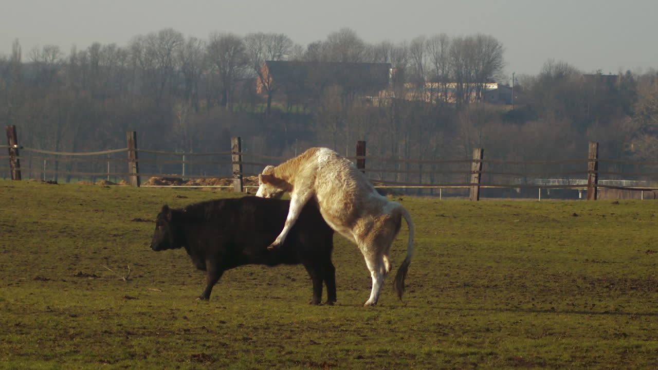 large white bull attemps to mate with black cow, tele