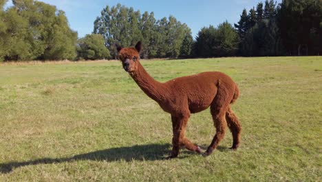 alpaca feliz caminando sobre la hierba