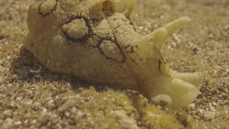 Close up of underwater sea creatures