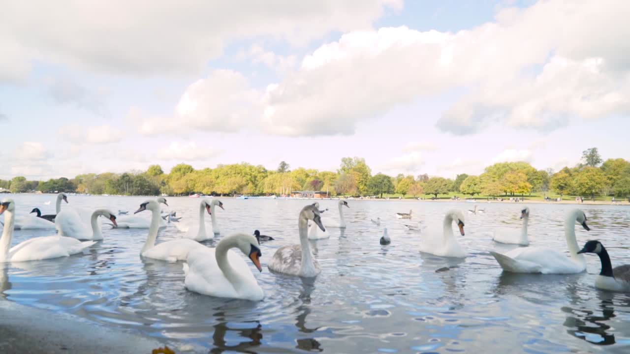 cisnes en un lago en el parque de otoño