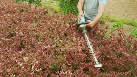 gardener trimming hedge in green park with electric trimmer for hedge. worker shaping bushy fence in the garden. cutting shrub plant with orange electric trimmer in the backyard.