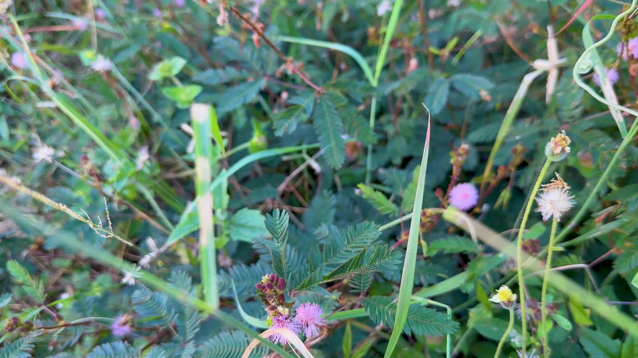 Hand gently touches Mimosa pudica leaf, triggering rapid leaf closure in natural daylight