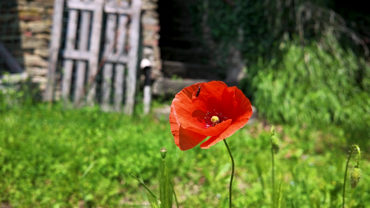 Un papavero rosso vivace ondeggia dolcemente in un giardino soleggiato con uno sfondo di pietra rustica.