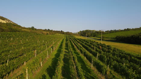 Aerial fly over view of a vineyard and surrounding hills with a farms in the background
