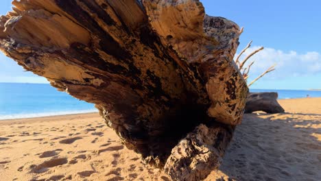 Spektakuläre-Aufnahme-Eines-Baumstammes-An-Einem-Einsamen-Und-Paradiesischen-Strand-In-Zeitlupe