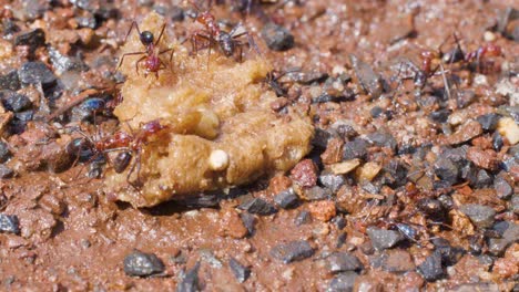 Several ants actively gather and transport food near a nest entrance on damp, gravelly ground under natural daylight, captured in steady macro close-up
