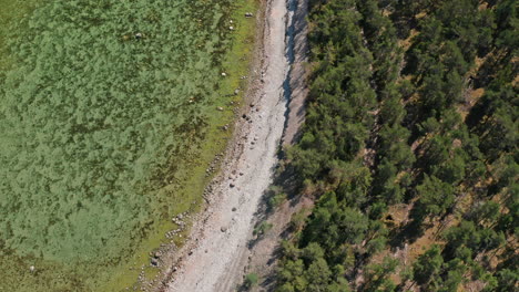 Hermosa-Costa-Nórdica-Con-Mar-Cristalino-Y-Playa-Rocosa-Con-Bosque-De-Pinos-Verdes