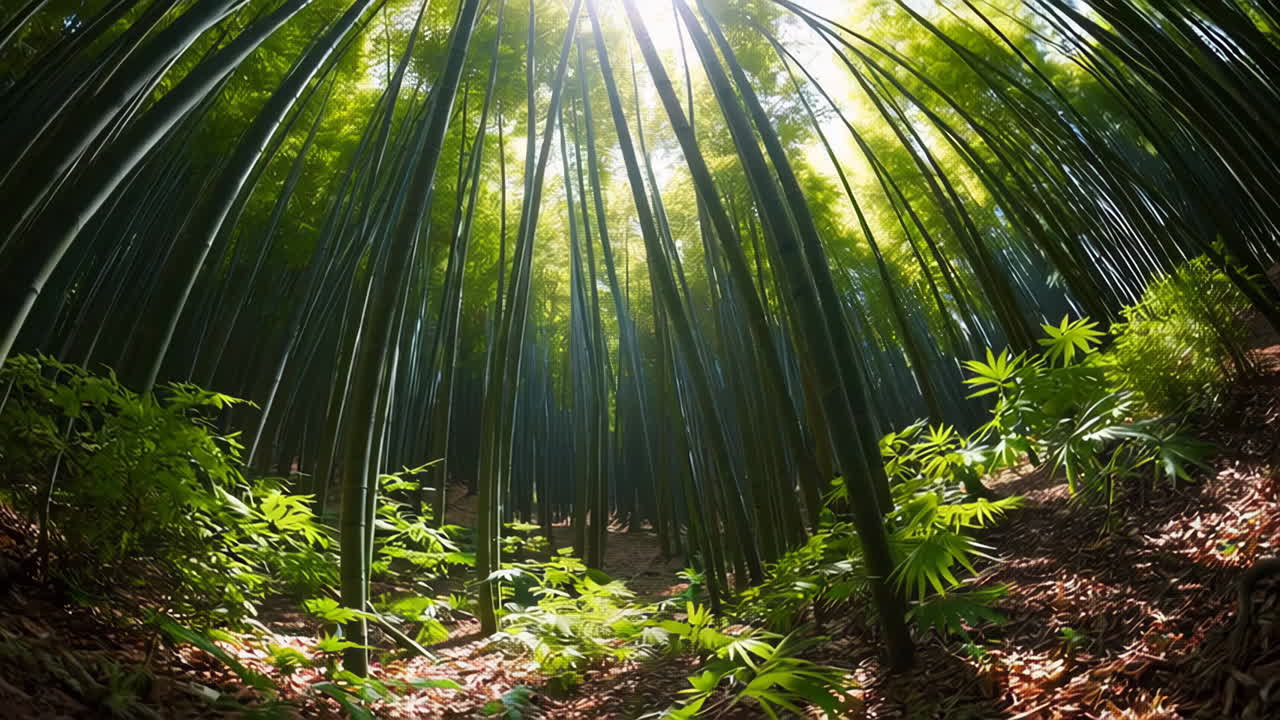 Sunlight filtering through a vibrant bamboo forest