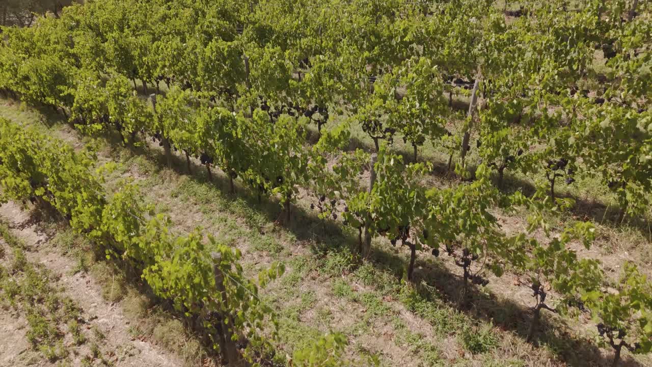 Ripresa aerea di un vigneto vicino Firenze con filari di viti ordinati, terreni agricoli rurali, colline verdi e il classico paesaggio toscano. Perfetta per temi legati all'agricoltura, all'industria vinicola, ai viaggi e al paesaggio.