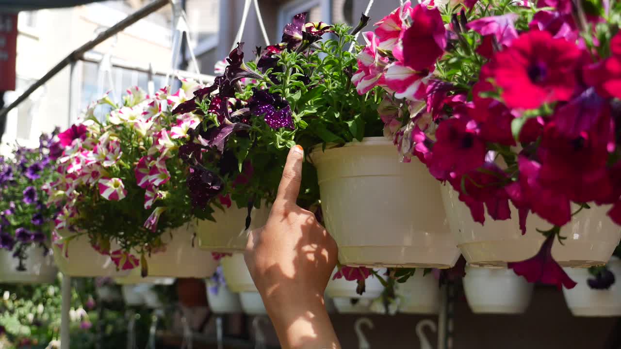 Uma mão aponta para uma linda petúnia rosa e roxa em um cesto suspenso.