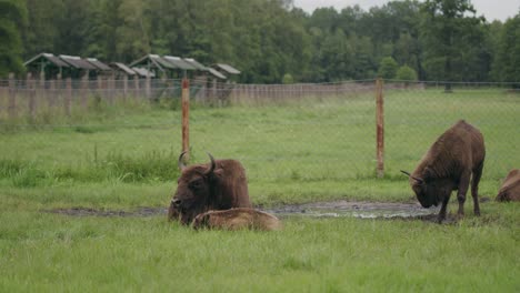 Junge-Waldbisonkälber-Bei-Waterhloe-Auf-Europäisch