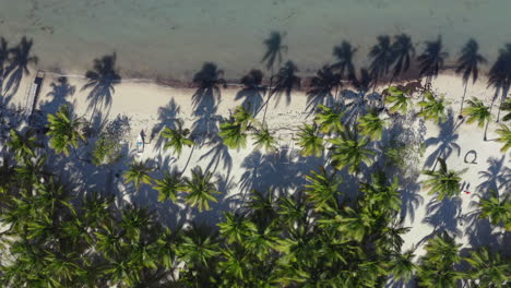 Palm-trees-casting-long-shadows-on-tropical-beach,-overhead-shot