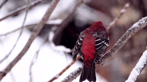 A-beautiful-male-pine-Grosbeak-cleans-its-beak-on-a-branch-before-flying-away