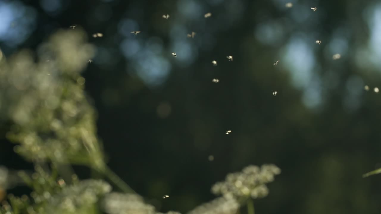 moscas volando alrededor de las flores