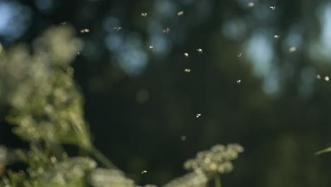 moscas volando alrededor de las flores