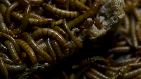 The-Mealworm-is-a-species-of-Darkling-Beetle-used-to-feed-pets-like-fish,-snakes,-birds,-and-frogs