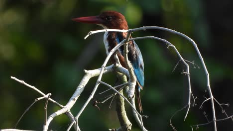 Kingfisher-in-tree-UHD-MP4-4k-Video