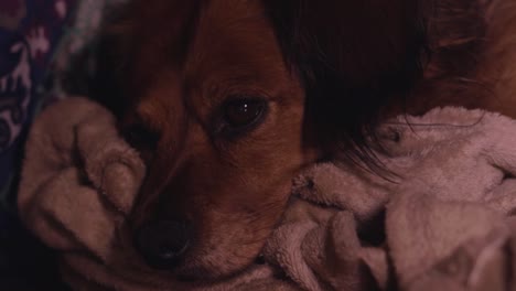 Der-Entzückende-Langhaarige-Dackel-Corgi-Hund-Schläft-Langsam-In-Ihrem-Hundebett-Ein