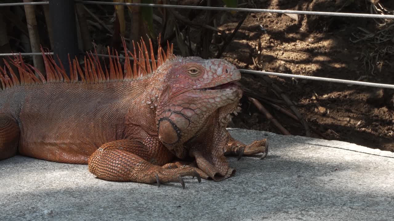 gran iguana naranja descansando sobre una pasarela de cemento