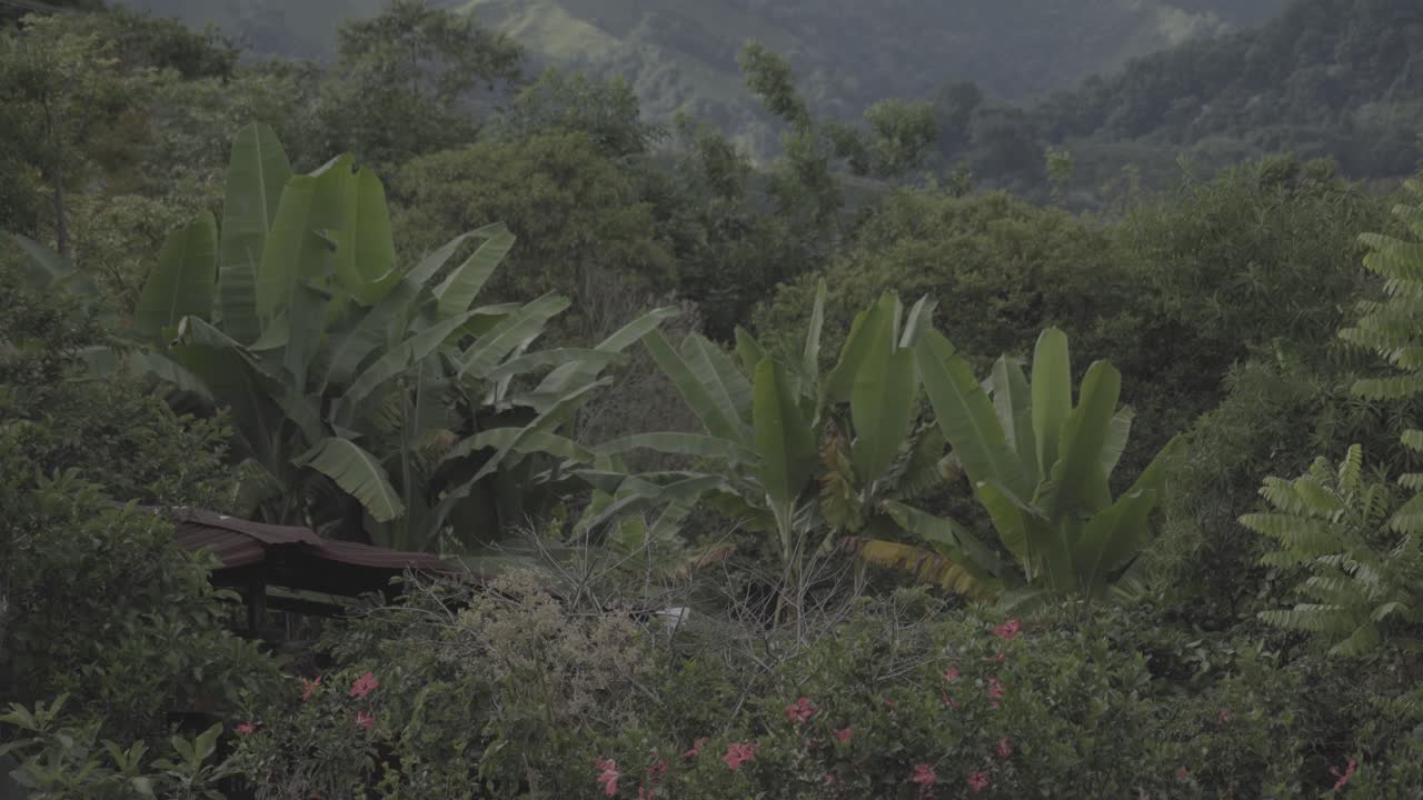 Lush Forest In Salento, Colombia - Wide Shot