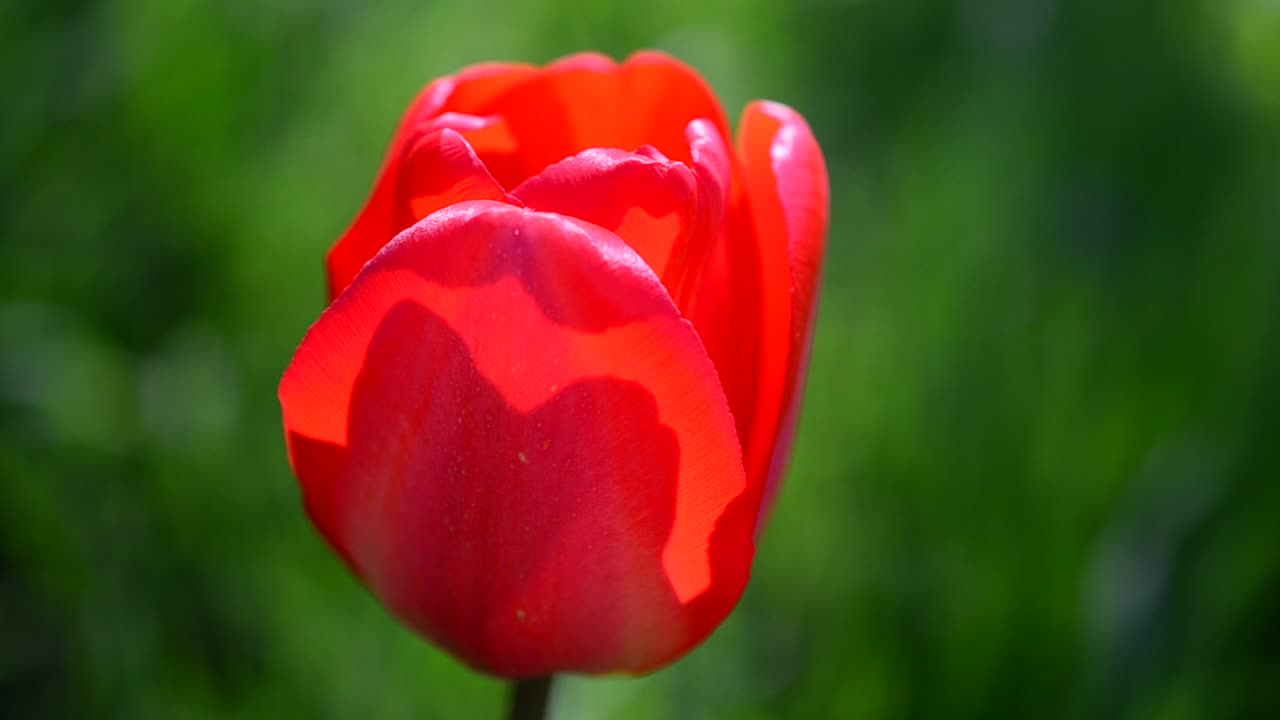 Tulppaanit keväällä