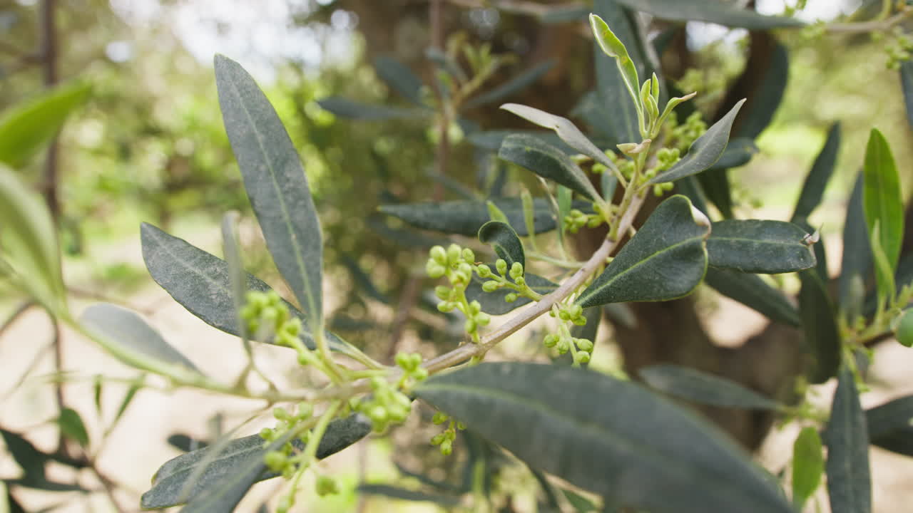 Olive appena cresciute in primavera per la produzione di olio in Puglia