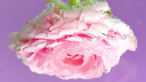 flor de ranúnculo rosado con burbujas