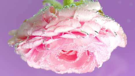 pink ranunculus flower with bubbles