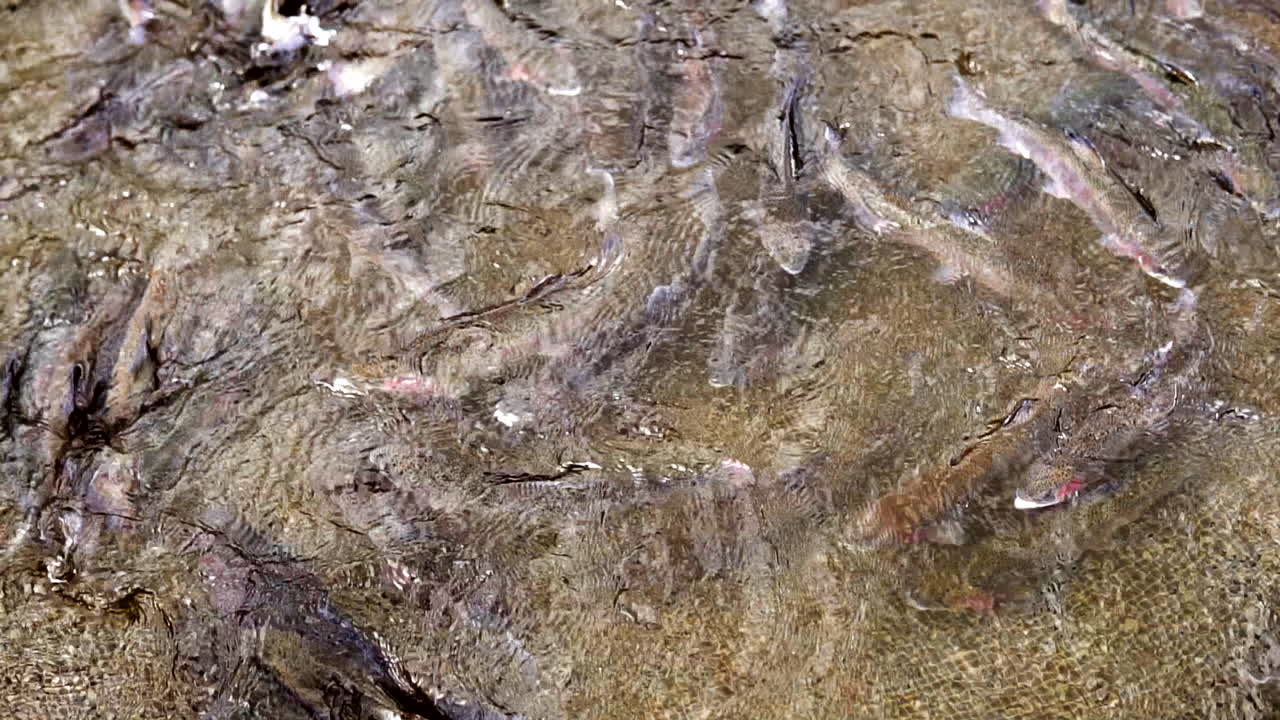 рыба в ручье