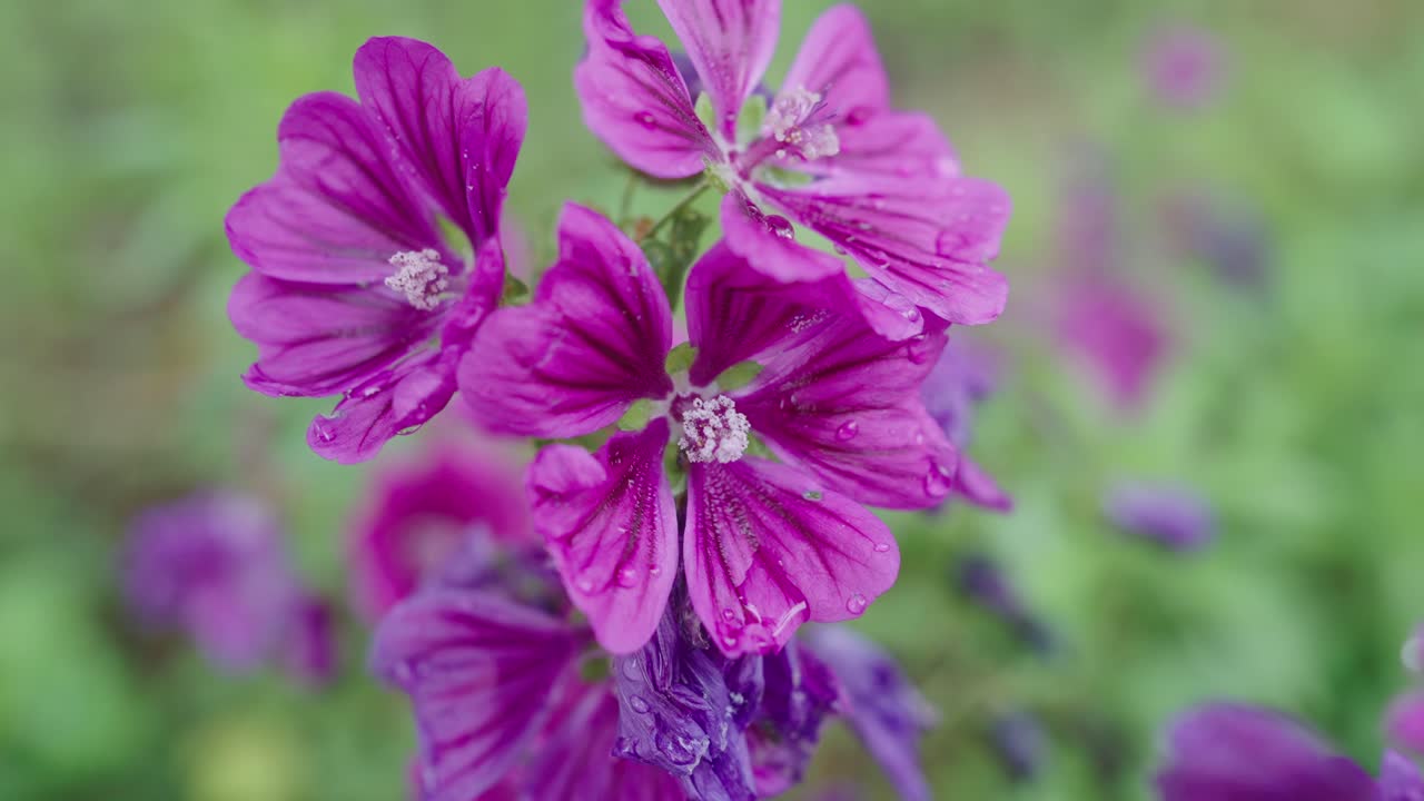 malva alcea rosa flor primer plano mojado por gotas de lluvia en el jardín, de mano, día